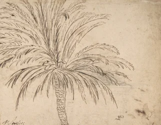 Study of a Palm Tree, c.1635-40